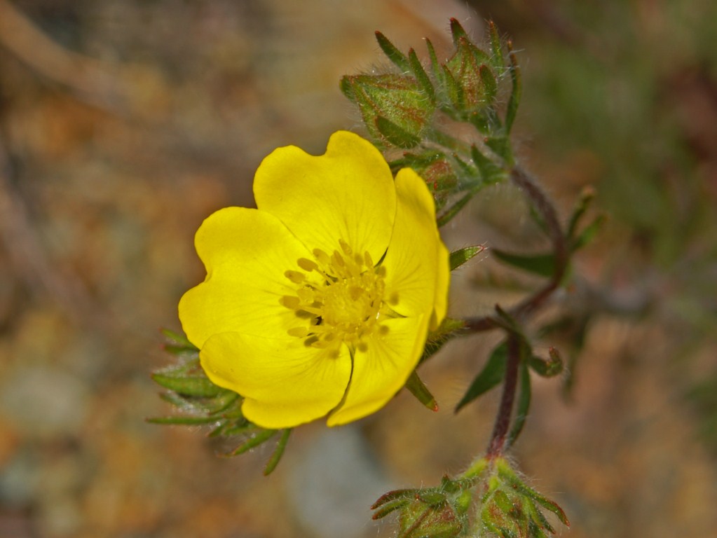 Potentilla hirta